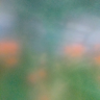 xpolyzoides
